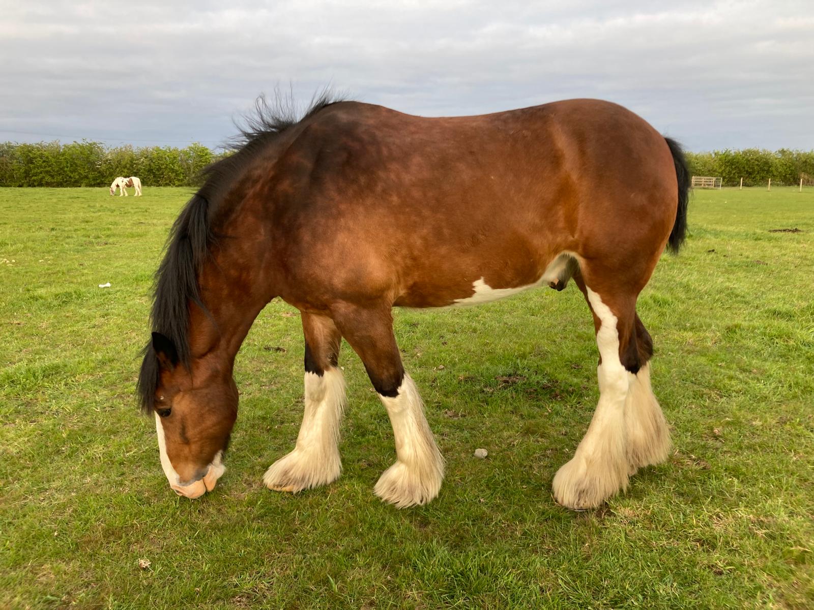 Magnificent Waldburg Shire Horse